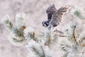 Hawk Owl in nature forest habitat, rime frost pine tree, during cold winter, Norway. Wildlife scene...