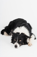 Fototapeta premium cute bordercollie laying down looking sad in studio