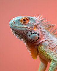 Fototapeta premium Close-up action of iguana studio setting animal portrait colorful background macro perspective wildlife photography