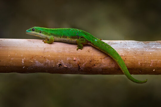 Island day gecko, Phelsuma nigristriata, endemic lizard to Mayotte island, Comoros, Indian Ocean. Green gecko in the nature habitat. forest branch, Comoros, nature wildlife.