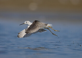 Obraz premium black headed gull in flight