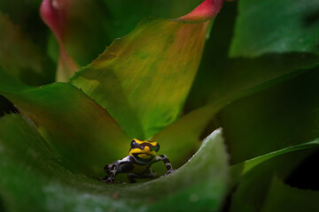 Ranitomeya sirensis, Sira poison dart frog, rainforest in Peru. Small amphibian in the bromelia green leaf. Tropic neature. Wildlife Peru. Ranitomeya sirensis, poison frog in the nature habitat.