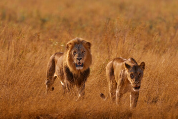 Lion in golden grass in Okavango delta, Botswana. Safari in Africa. African lion in savanna , with...