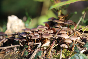 Sunlit Common Bonnet Mushrooms growing on a fallen tree, Derbyshire England