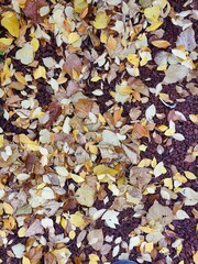 Autumn’s Whisper: A Symphony of Fallen Leaves on the Earthy Ground, Capturing the Beauty of...