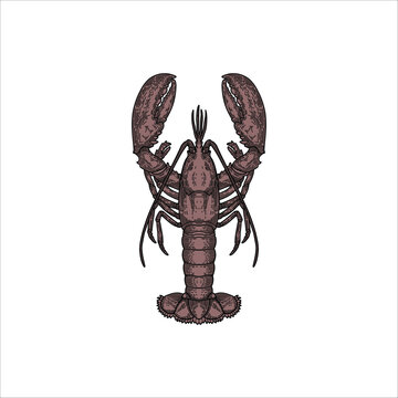 recommend clip art: Shrimp sketch drawing artwork handmade illustration