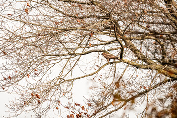 buzzard bird in the tree