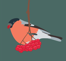 Bullfinch on a branch with rowan berries