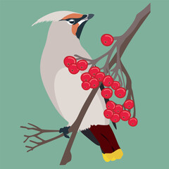Waxwing on a branch with rowan berries