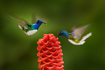 Fototapeta premium Tropic wildlife in Costa Rica. Hummingbird White-necked Jacobin, Florisuga mellivora, flying next to beautiful red flower heliconia with green forest in background. Blue head white green bird.