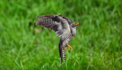 common buzzard in flight