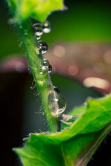 Dew on the stalk of the red rose tree, dew on a leaf