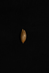 Details and texture of canarygrass Phalaris canariensis L. , Bird's favorite food, light bulb in the dark