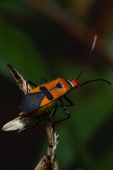 the bug, bug on a leaf