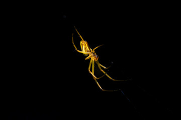 Spider in the cave, golden yellow, spider on web