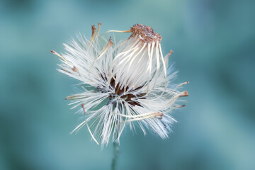 Sonchus oleraceus that falls on the water creates a beautiful natural effect