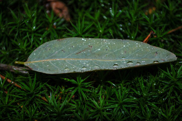 elongated leaves on green moss in the autumn forest