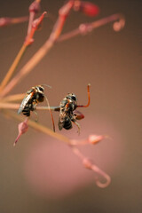 Two baby bees perched on a flower stalk