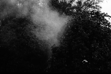 Fern leaves that are ported using monochrome technique, black and white
