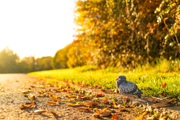 Vulnerable young pidgin chick seen about to walk across an empty road in late fall. The...
