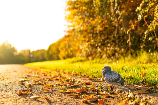 Vulnerable young pidgin chick seen about to walk across an empty road in late fall. The photographer later reduced the chick to safety.