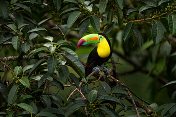 Costa Rica wildlife, tucan on tree branch. Keel-billed Toucan, Ramphastos sulfuratus, bird with big bill, sitting on the branch in the forest, Boca Tapada, green vegetation, Costa Rica.