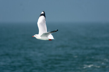 Flying Seagull: A Dance Above the Waves