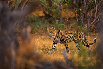 Leopard sunset, walk. Leopard, Panthera pardus shortidgei, nature habitat, big wild cat in the nature habitat, sunny day on the savannah, Namibia. Wildlife nature. Africa wildlife.