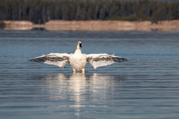 Trumpeter Swan in Yellowstone Lake in Wyoming in Autumn