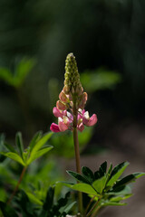 Obraz premium Nahaufnahme von rosa Lupinenblüten