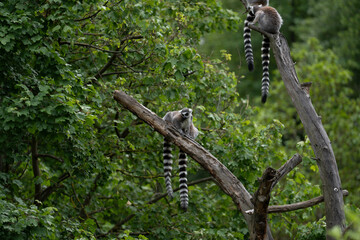 Kattas auf einem Baum in einem gr&uuml;nen Wald