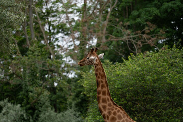 Obraz premium Giraffe im Zoo