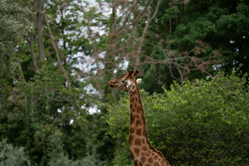 Obraz premium Giraffe im Zoo