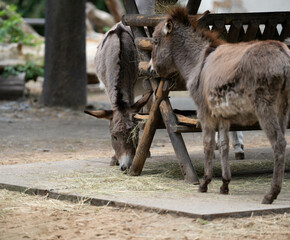 Zwei Esel beim Fressen von Heu an einem Futtertrog