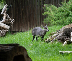 Junges Muntjak im Gr&uuml;nen