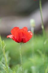 Obraz premium Einzelne orangefarbene Mohnblume im Fokus