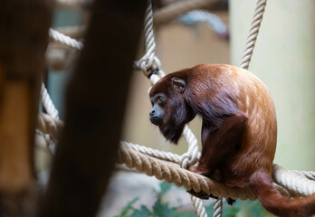 Roter Affe auf einem Ast im Zoo