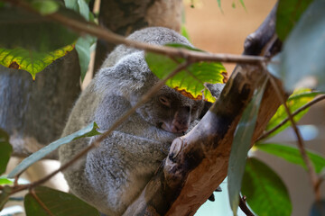 Fototapeta premium Schlafender Koala auf einem Baum