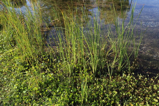 Jonc filiforme et &eacute;cuelles d'eau au bord d'une mare