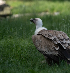 Obraz premium Porträt eines ägyptischen Geiers 