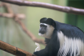 Obraz premium Fluffy Friend - Ein Affe vor einem lebhaften Hintergrund