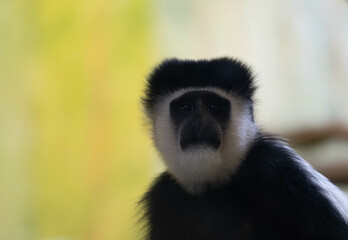 Fluffy Friend - Ein Affe vor einem lebhaften Hintergrund