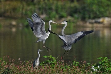 great blue heron ardea cinerea
