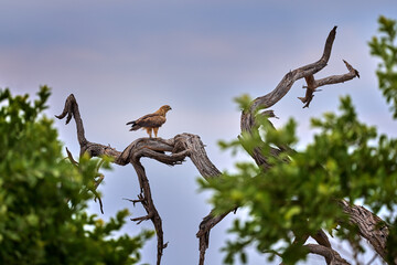 Fototapeta premium Birdwatching in Africa. Yellow-billed, Milvus migrans ssp. parasitus, bird of prey in the nest. Dry foresr trees with bird nest, Khwai River in Moremi, Botswana in Africa.