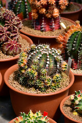 Gymnocalycium hybrid variegated in outdoor cactus farm.