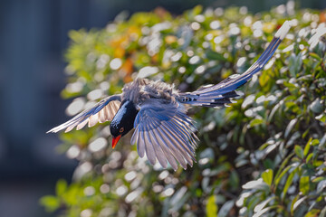 blue tit on branch