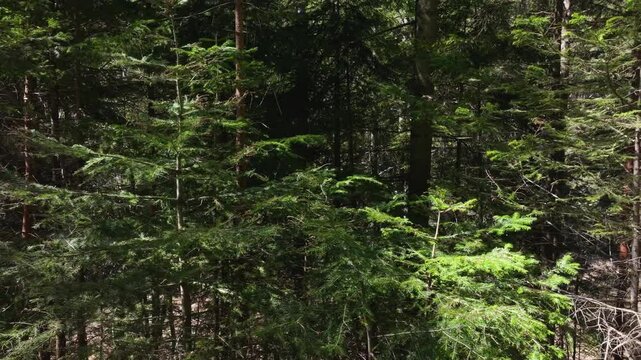 Spruce and firs forest, side glide to the right with pleasant parallax effect on a dunny spring day.
