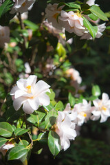 Fototapeta premium Beautiful flowering Camellia japonica Hagoromo plant. White flowers on branches with green leaves.