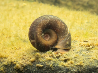 Ramshorn snail © Mps197