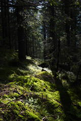 Fototapeta premium Beautiful wood in the mountains 
